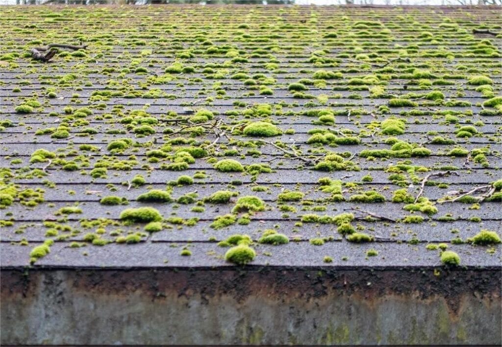 PNW Moss Removal providing expert roof and exterior cleaning services in the Pacific Northwest.