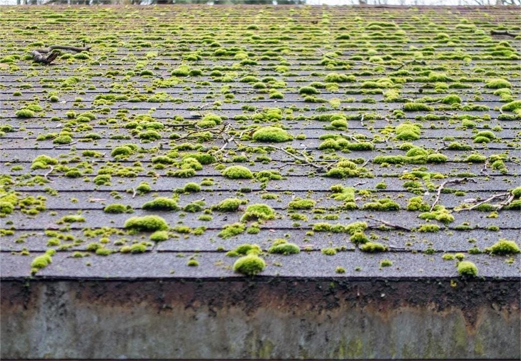 Why Kitsap’s Climate Is Perfect for Moss Growth