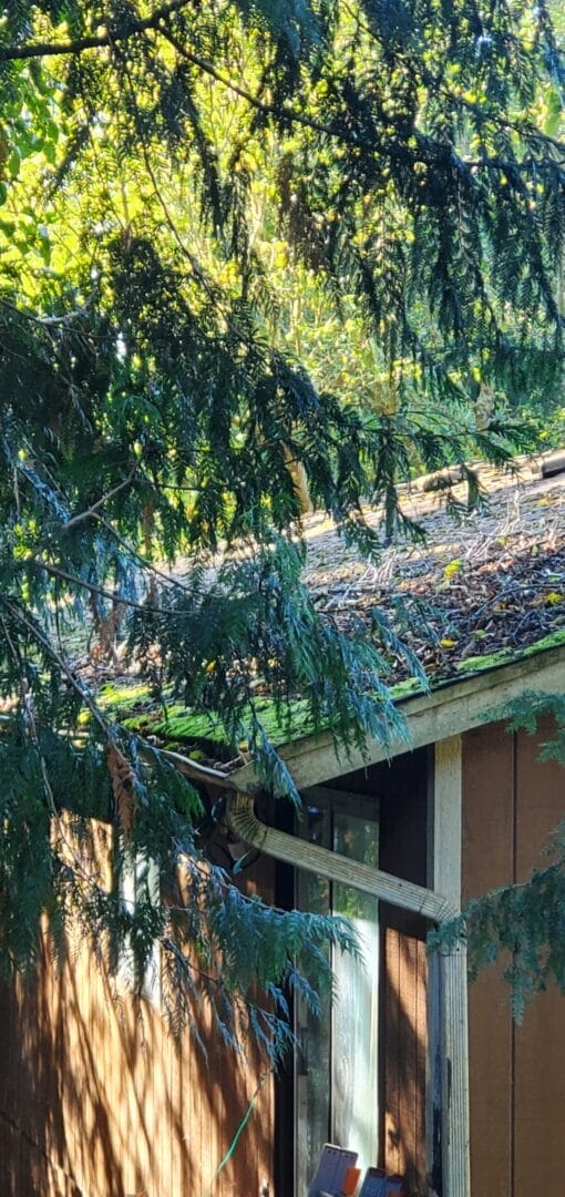 Roof Moss Prevention Made Easy: Trim Trees and Reduce Moisture