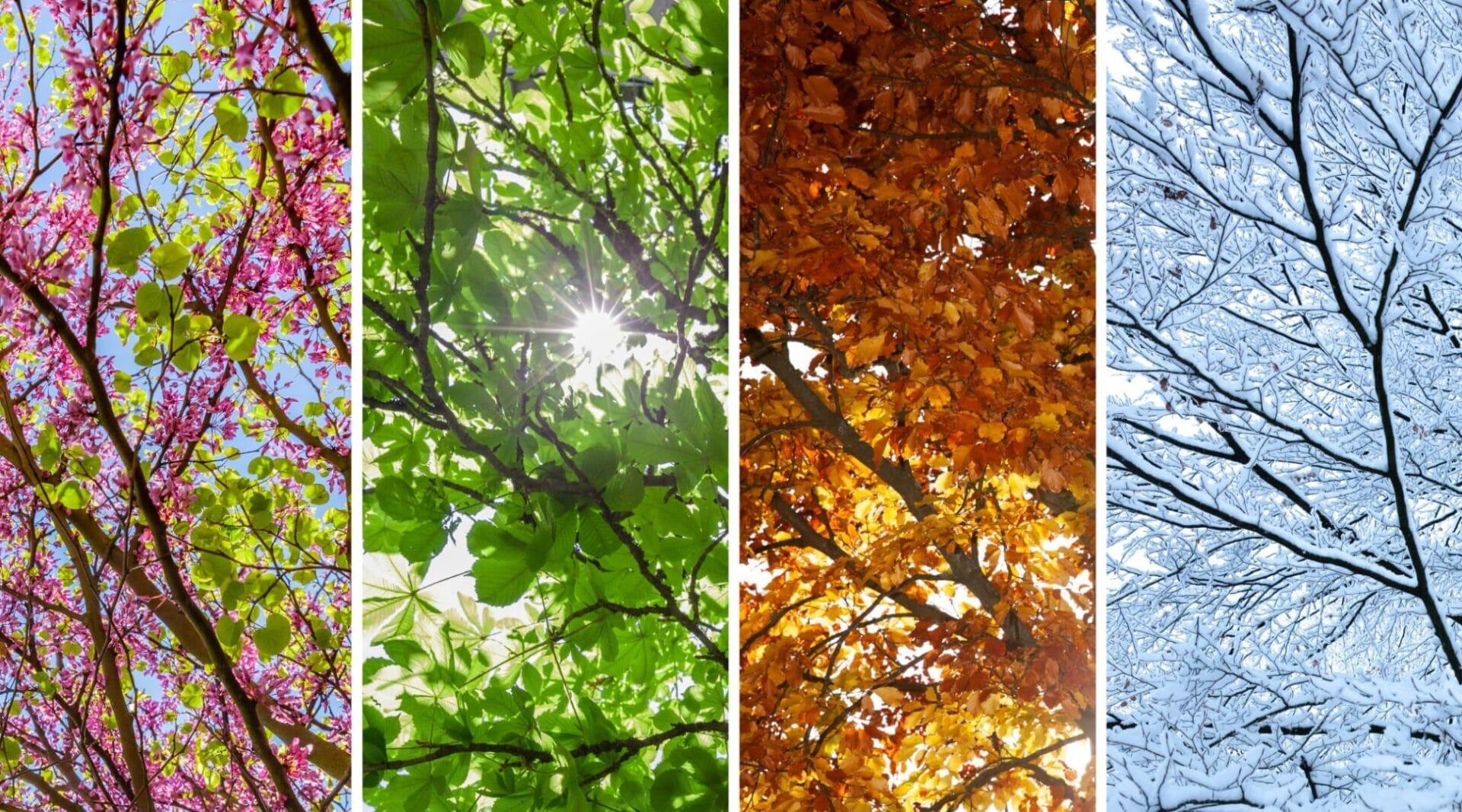 When to Remove Roof Moss in Kitsap — Act Now